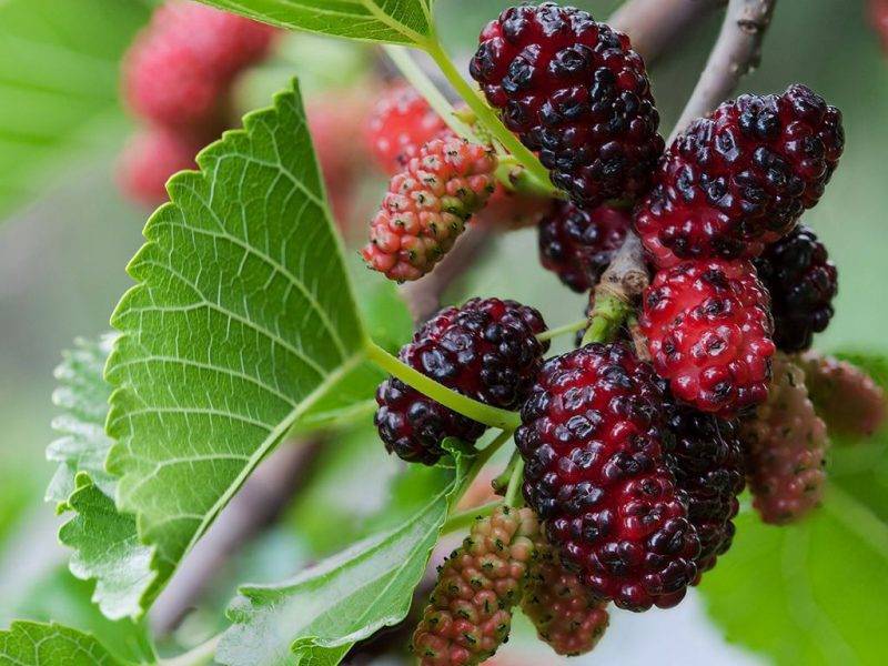Шелковица купить саженцы из питомнике в Жуковском