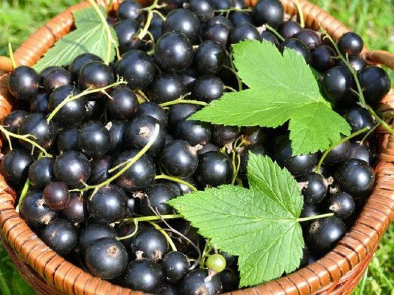Смородина купить саженцы из питомника в Жуковском