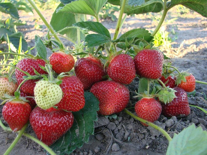 Клубника купить саженцы из питомника в Жуковском