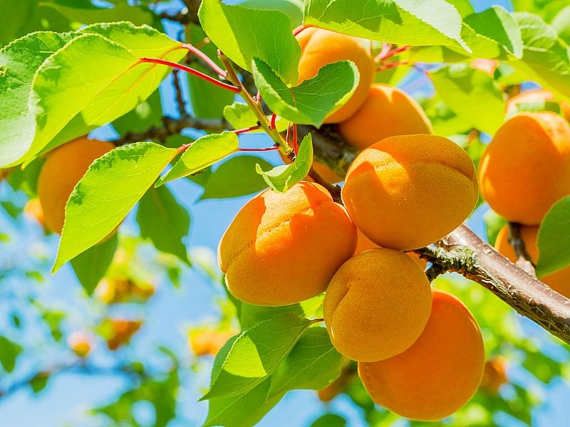 Абрикос купить саженцы из питомнике в Жуковском