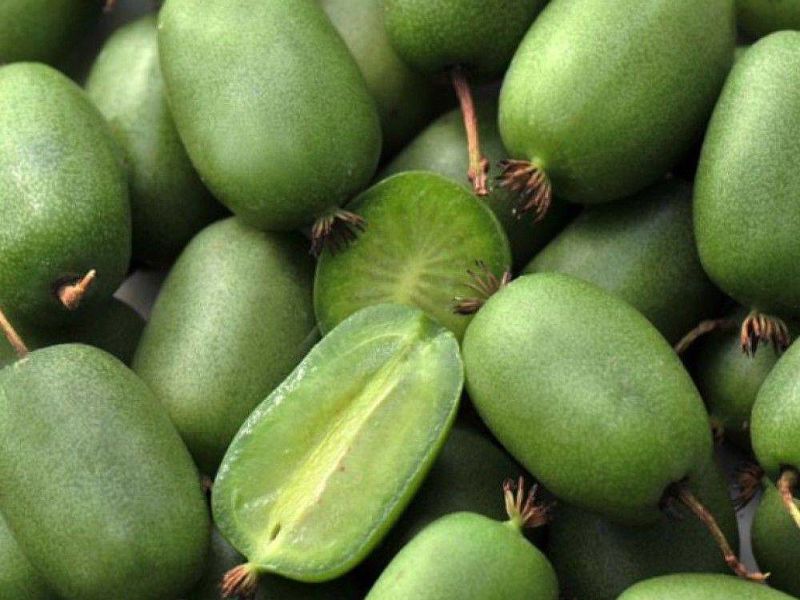 Актинидия купить саженцы из питомнике в Жуковском