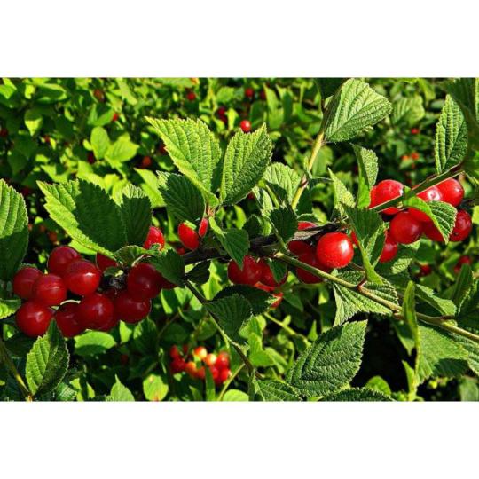 Войлочная вишня "НАТАЛИ" среднего срока созревания